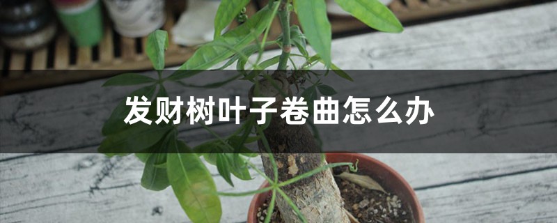 发财树叶子卷曲怎么办 发财树叶子卷曲怎么办