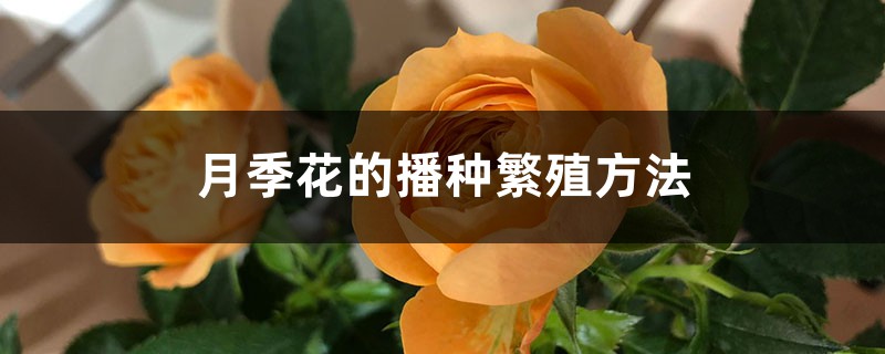 月季花的播种繁殖方法 月季花的播种繁殖方法