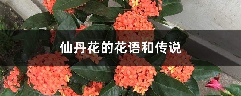 仙丹花的花语和传说 仙丹花的花语和传说