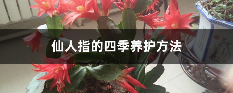 仙人指的四季养护方法 仙人指的四季养护方法