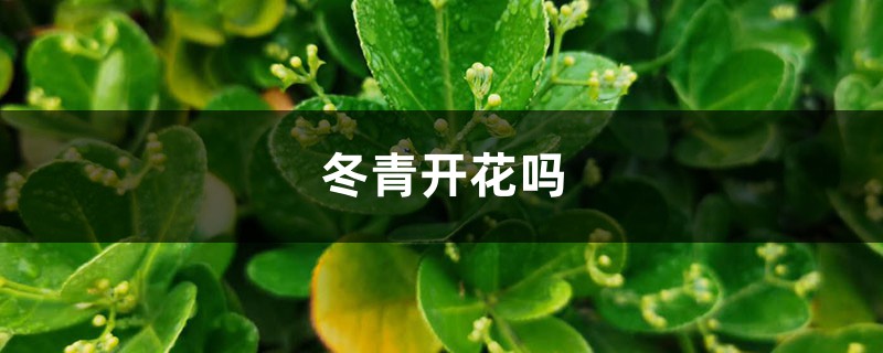 冬青开花吗 冬青开花吗