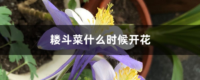 耧斗菜什么时候开花 耧斗菜什么时候开花