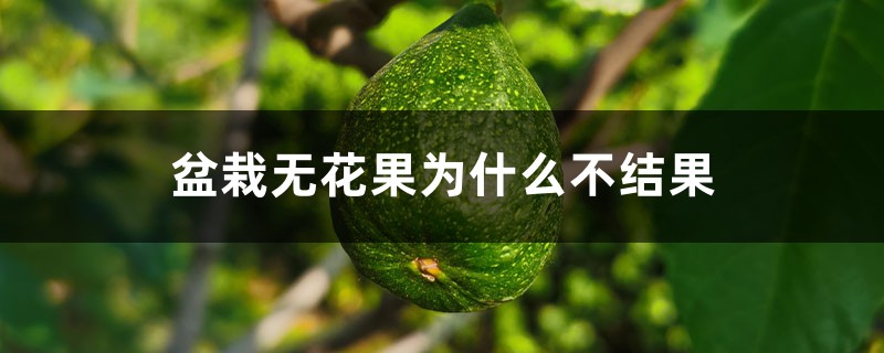盆栽无花果为什么不结果 盆栽无花果为什么不结果