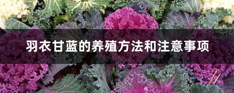 羽衣甘蓝的养殖方法和注意事项 羽衣甘蓝的养殖方法和注意事项