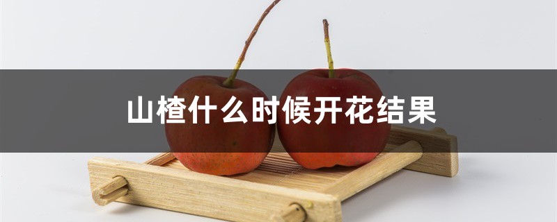山楂什么时候开花结果 山楂什么时候开花结果