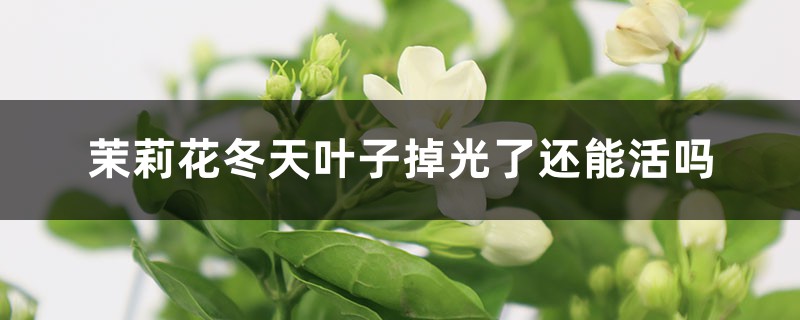 茉莉花冬天叶子掉光了还能活吗 茉莉花冬天叶子掉光了还能活吗