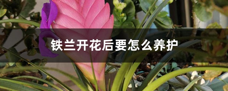 铁兰开花后要怎么养护 铁兰开花后要怎么养护