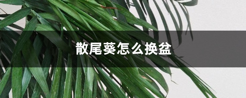 散尾葵怎么换盆 散尾葵怎么换盆