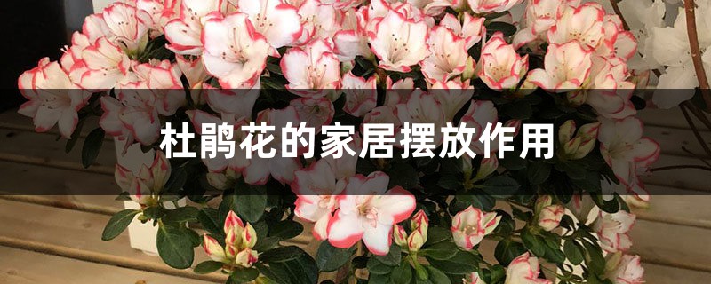杜鹃花的家居摆放作用 杜鹃花的家居摆放作用