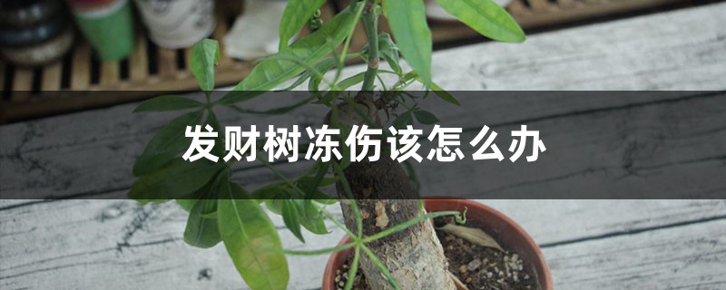 发财树冻伤该怎么办 发财树冻伤该怎么办