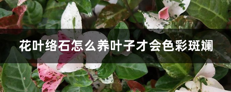 花叶络石怎么养叶子才会色彩斑斓 花叶络石怎么养叶子才会色彩斑斓