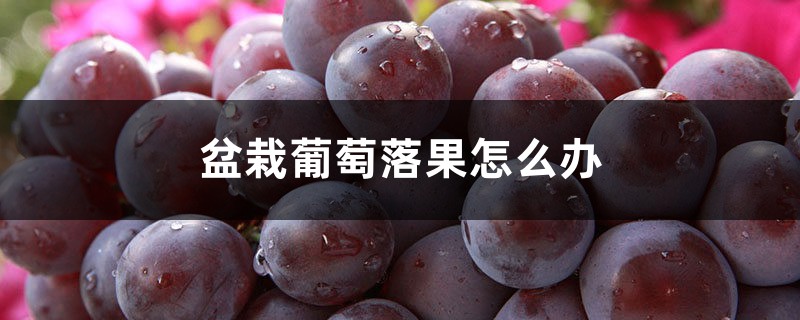 盆栽葡萄落果怎么办 盆栽葡萄落果怎么办