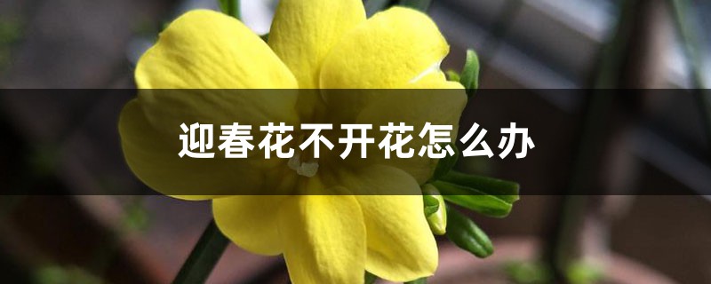 迎春花不开花怎么办 迎春花不开花怎么办