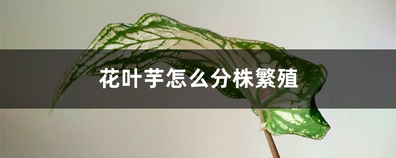 花叶芋怎么分株繁殖 花叶芋怎么分株繁殖