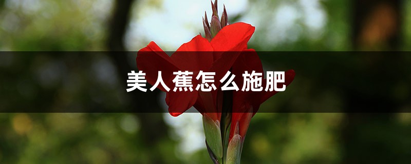 美人蕉怎么施肥 美人蕉怎么施肥