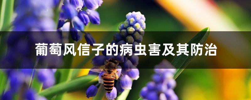 葡萄风信子的病虫害及其防治 葡萄风信子的病虫害及其防治