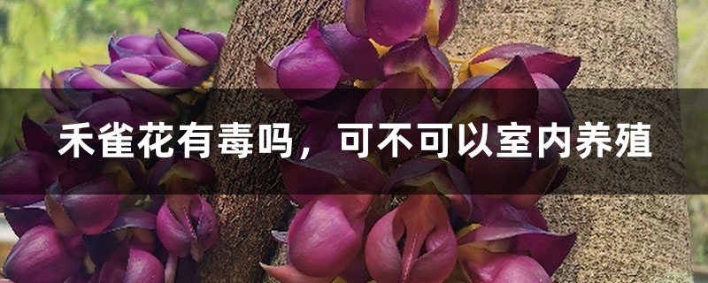 禾雀花有毒吗,可不可以室内养殖 禾雀花有毒吗,可不可以室内养殖