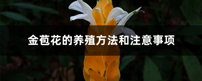 金苞花的养殖方法和注意事项 金苞花的养殖方法和注意事项