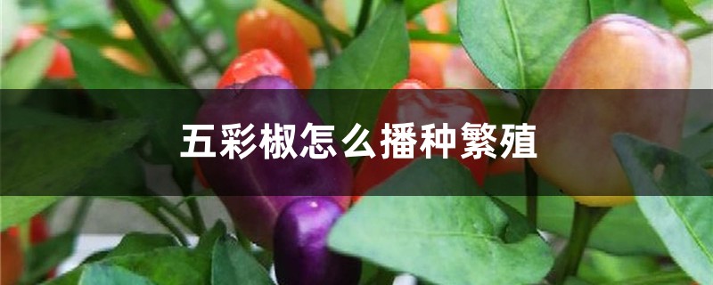 五彩椒怎么播种繁殖 五彩椒怎么播种繁殖
