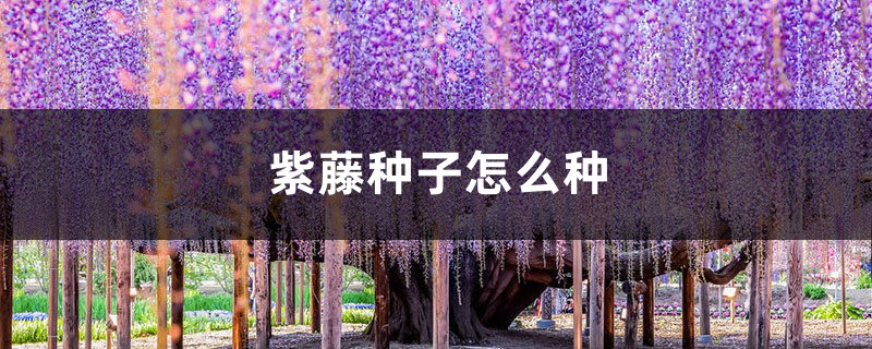 紫藤种子怎么种 紫藤种子怎么种
