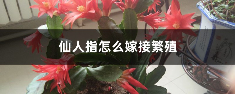 仙人指怎么嫁接繁殖 仙人指怎么嫁接繁殖