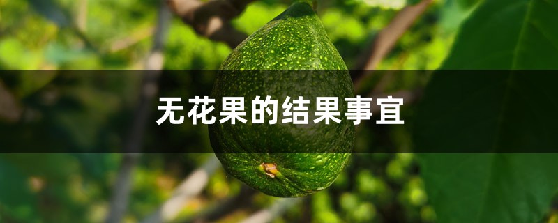 无花果的结果事宜 无花果的结果事宜
