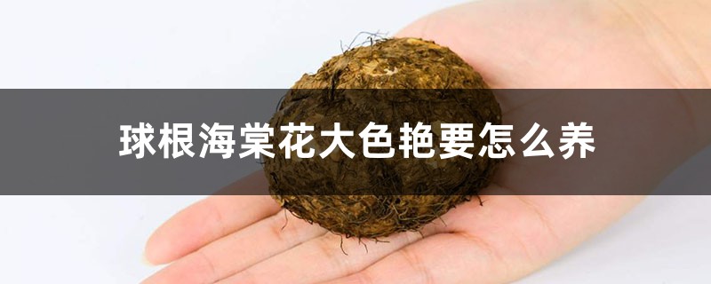 球根海棠花大色艳要怎么养 球根海棠花大色艳要怎么养