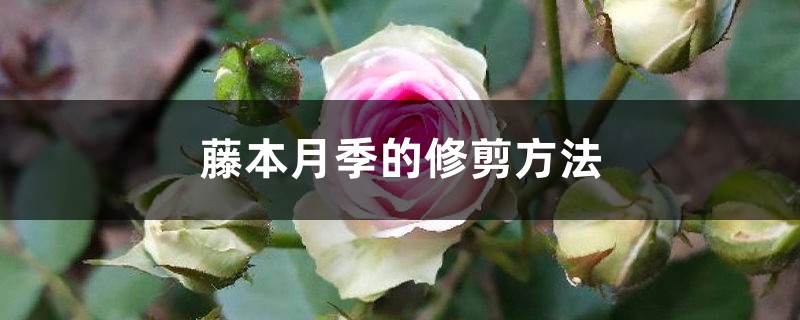 藤本月季的修剪方法 藤本月季的修剪方法
