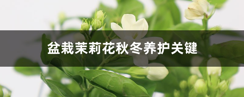 盆栽茉莉花秋冬养护关键 盆栽茉莉花秋冬养护关键