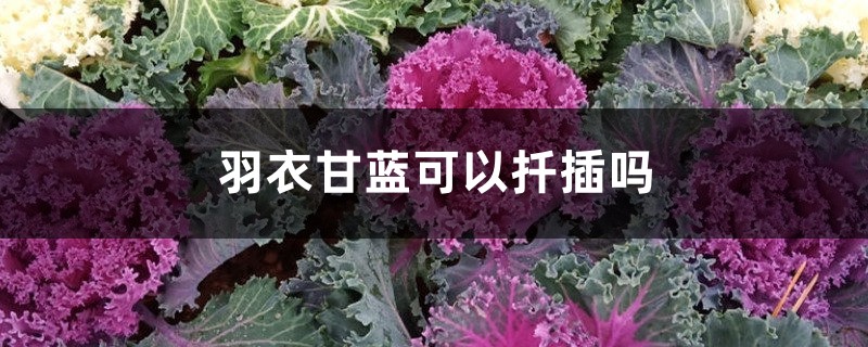 羽衣甘蓝可以扦插吗 羽衣甘蓝可以扦插吗