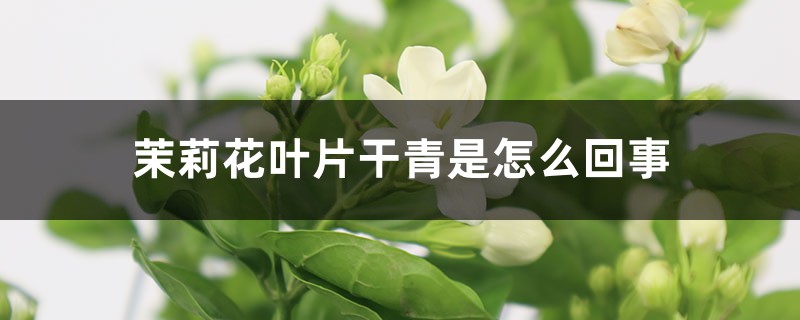 茉莉花叶片干青是怎么回事 茉莉花叶片干青是怎么回事