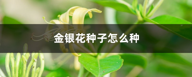 金银花种子怎么种 金银花种子怎么种