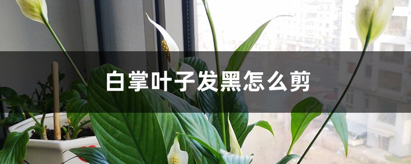 白掌叶子发黑怎么剪 白掌叶子发黑怎么剪