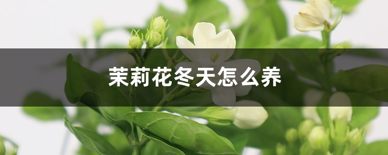 茉莉花冬天怎么养 茉莉花冬天怎么养