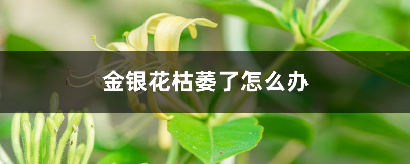 金银花枯萎了怎么办 金银花枯萎了怎么办