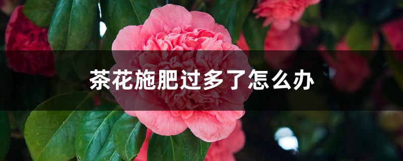 茶花施肥过多了怎么办 茶花施肥过多了怎么办