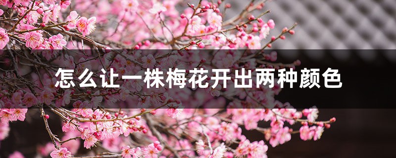 怎么让一株梅花开出两种颜色 怎么让一株梅花开出两种颜色