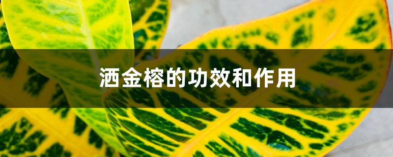 洒金榕的功效和作用 洒金榕的功效和作用