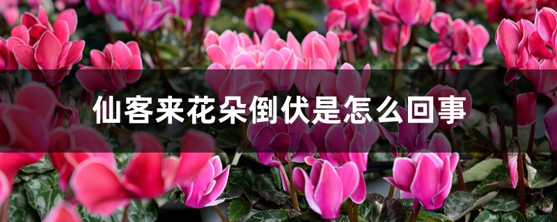 仙客来花朵倒伏是怎么回事 仙客来花朵倒伏是怎么回事