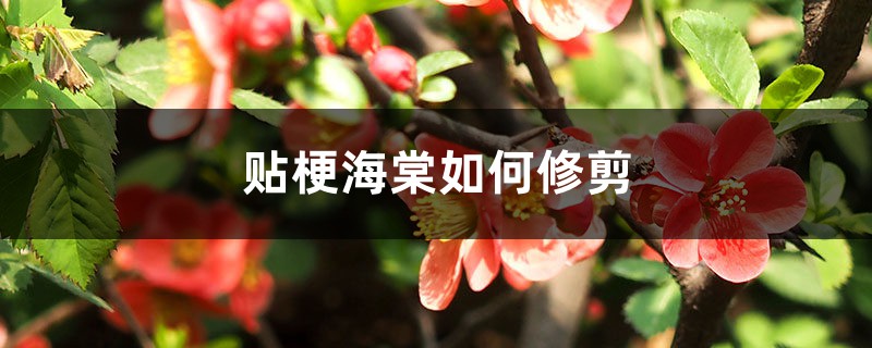 贴梗海棠如何修剪 贴梗海棠如何修剪