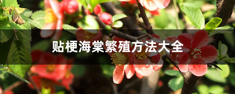 贴梗海棠繁殖方法大全 贴梗海棠繁殖方法大全