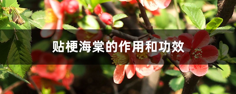 贴梗海棠的作用和功效 贴梗海棠的作用和功效