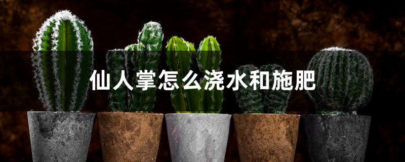 仙人掌怎么浇水和施肥 仙人掌怎么浇水和施肥