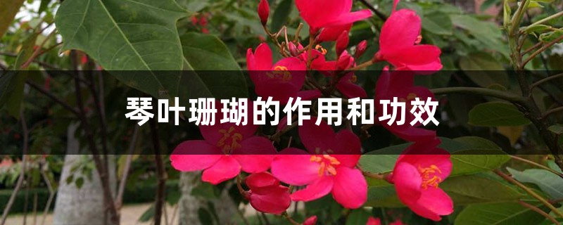 琴叶珊瑚的作用和功效 琴叶珊瑚的作用和功效