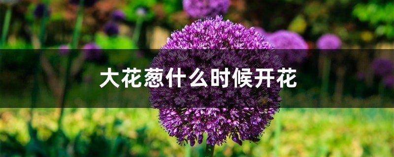 大花葱什么时候开花 大花葱什么时候开花