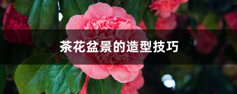 茶花盆景的造型技巧 茶花盆景的造型技巧