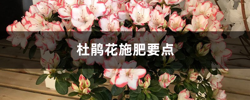 杜鹃花施肥要点 杜鹃花施肥要点