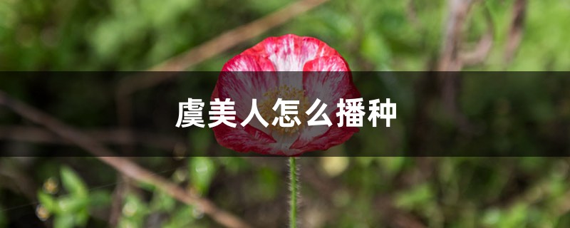 虞美人怎么播种 虞美人怎么播种