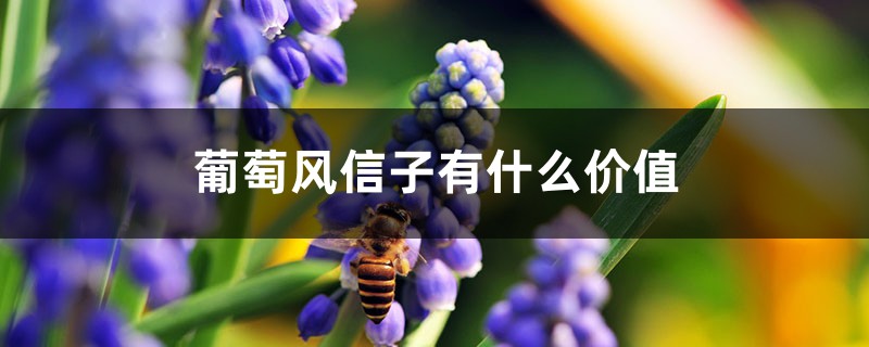 葡萄风信子有什么价值 葡萄风信子有什么价值