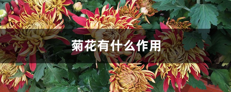 菊花有什么作用 菊花有什么作用